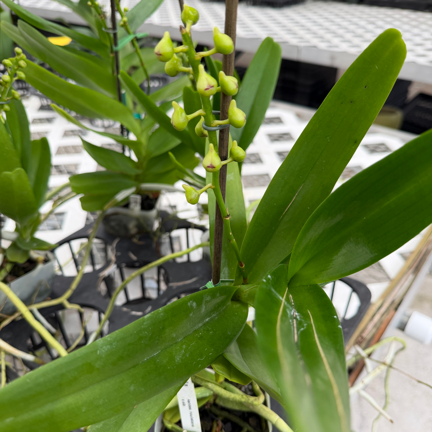 Aerides houlletiana x sib (4" Pot) - Spiking/Buds