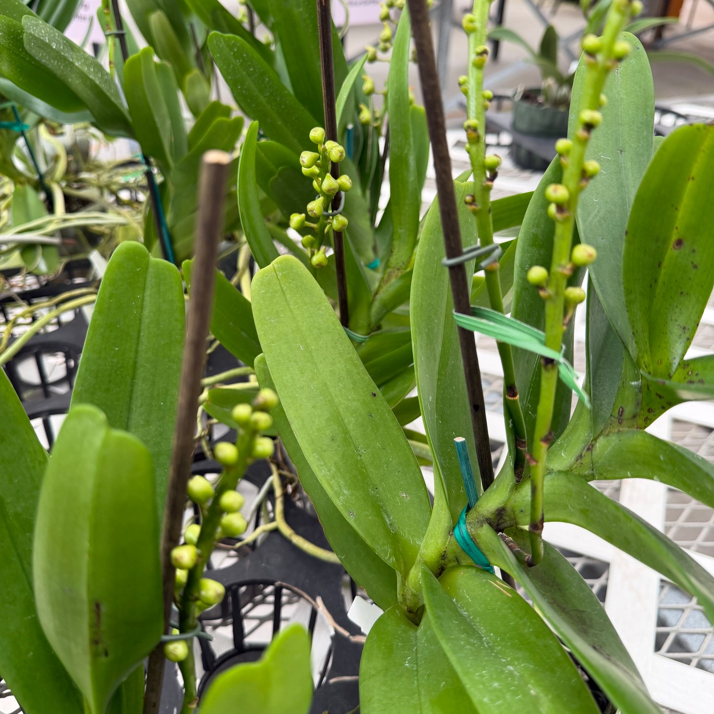 Aerides houlletiana x sib (4" Pot) - Spiking/Buds