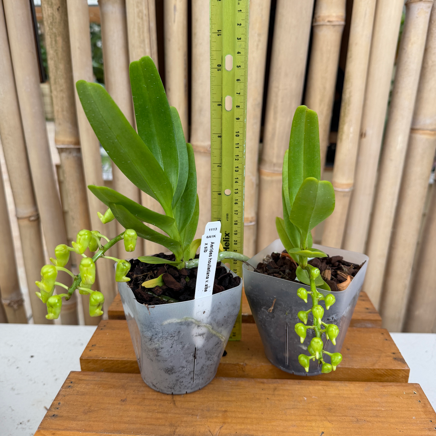 Aerides houlletiana v. alba x sib (4" Pot) - Buds