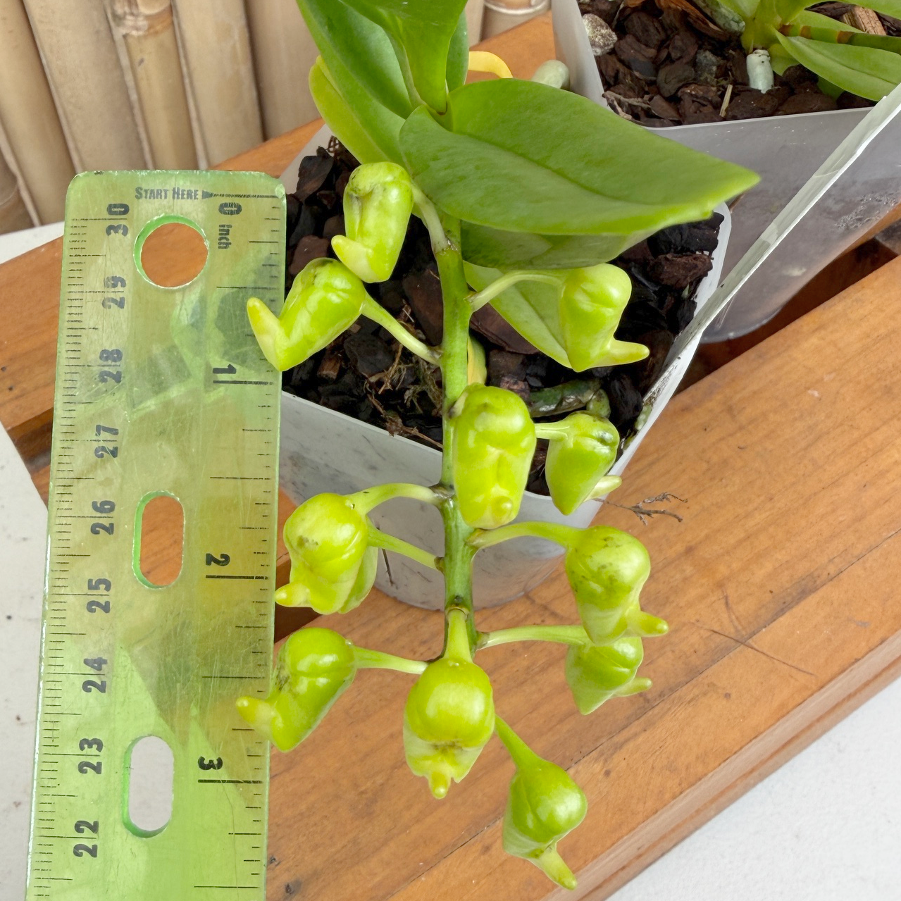 Aerides houlletiana v. alba x sib (4" Pot) - Buds