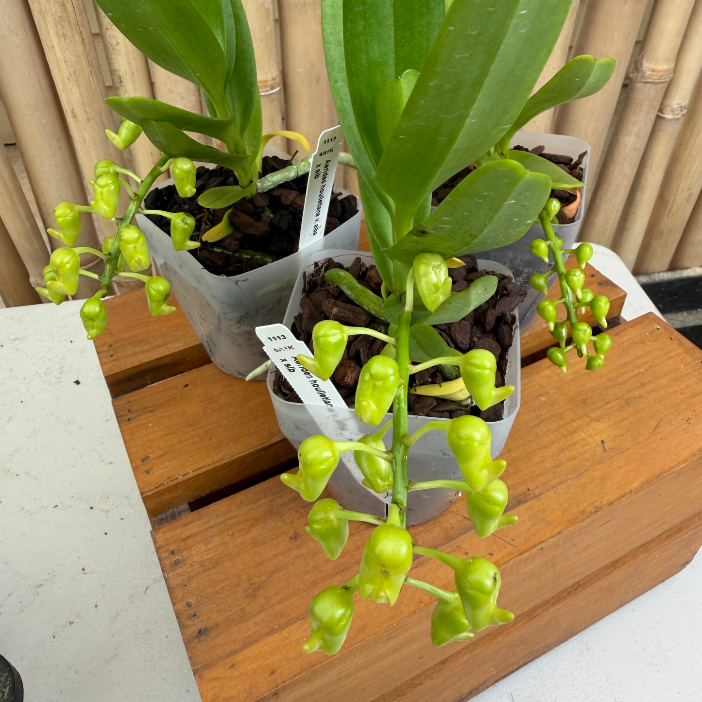 Aerides houlletiana v. alba x sib (4" Pot) - Buds