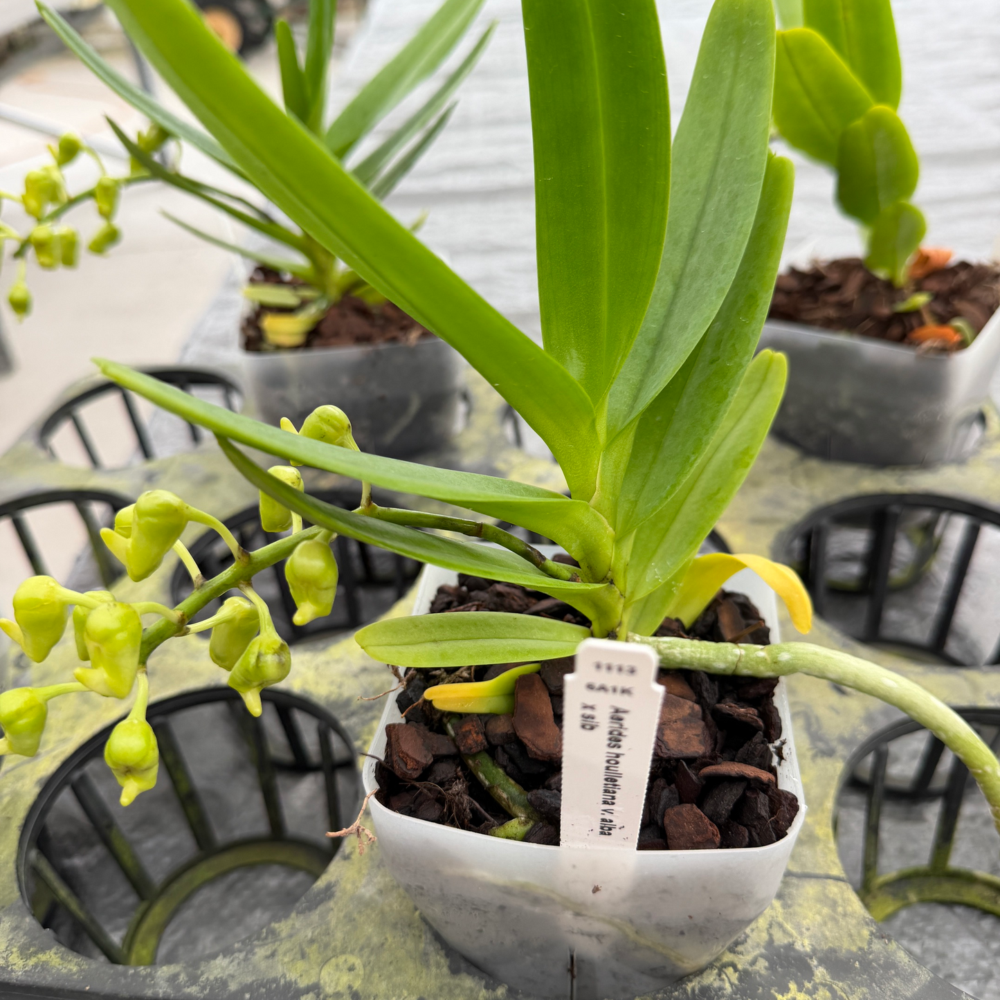 Aerides houlletiana v. alba x sib (4" Pot) - Buds
