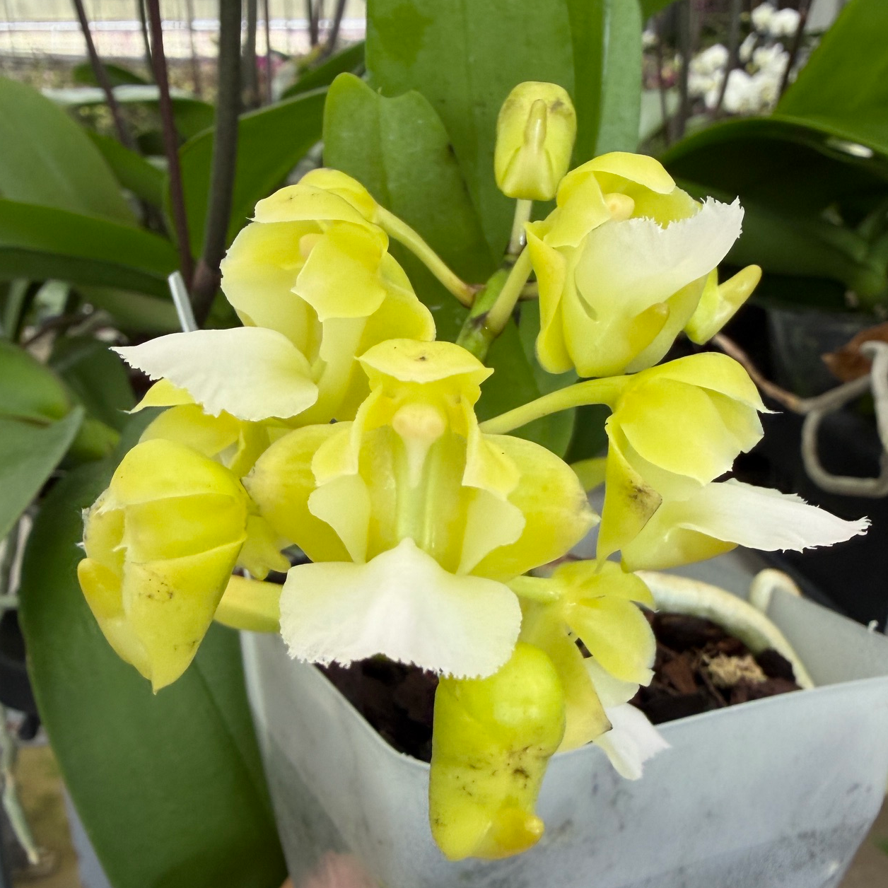Aerides houlletiana v. alba x sib (4" Pot) - Buds