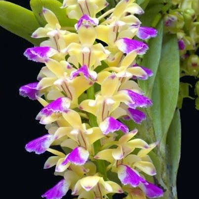 Aerides houlletiana x sib (4" Pot) - Spiking/Buds