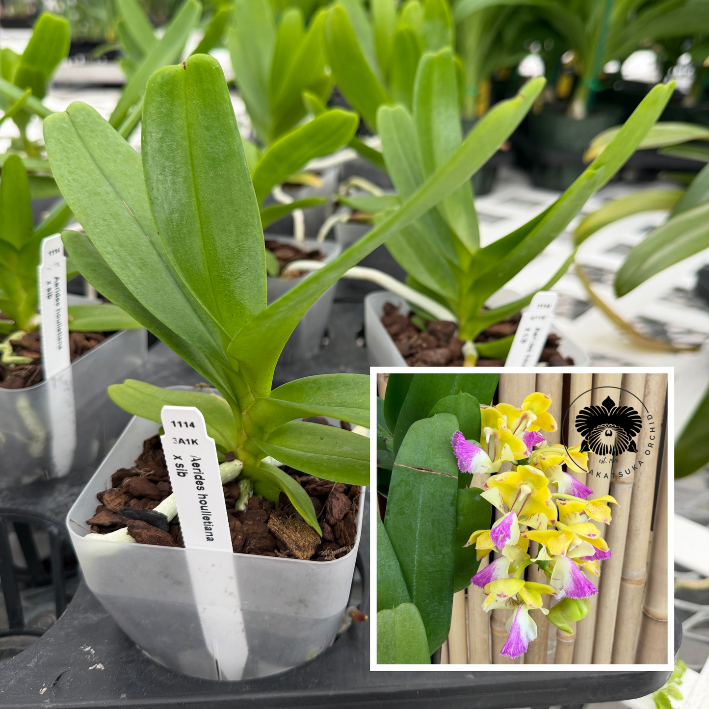 Aerides houlletiana x sib (4" Pot) - Not Blooming