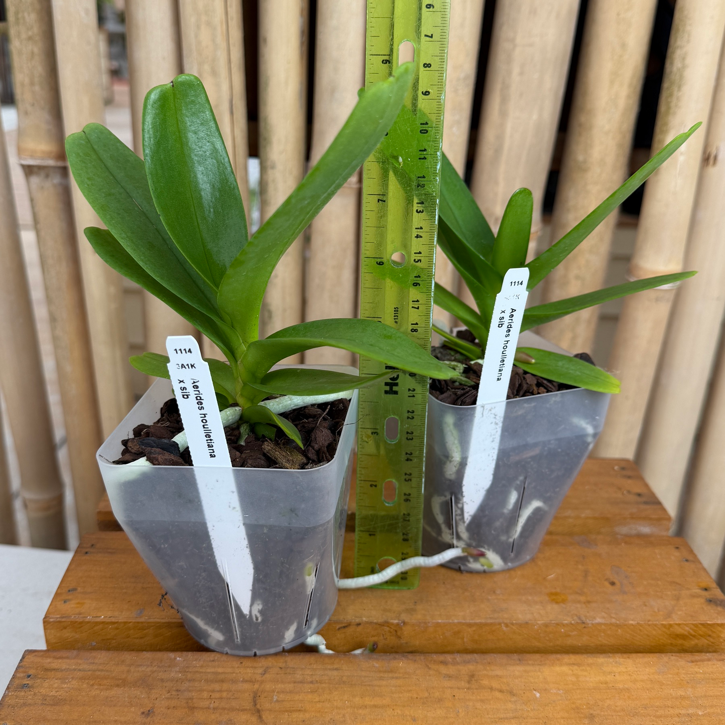 Aerides houlletiana x sib (4" Pot) - Not Blooming