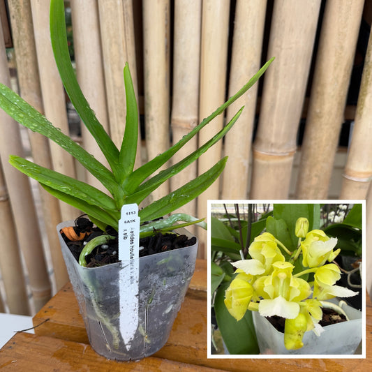 Aerides houlletiana v. alba x sib (4" Pot) - Not Blooming