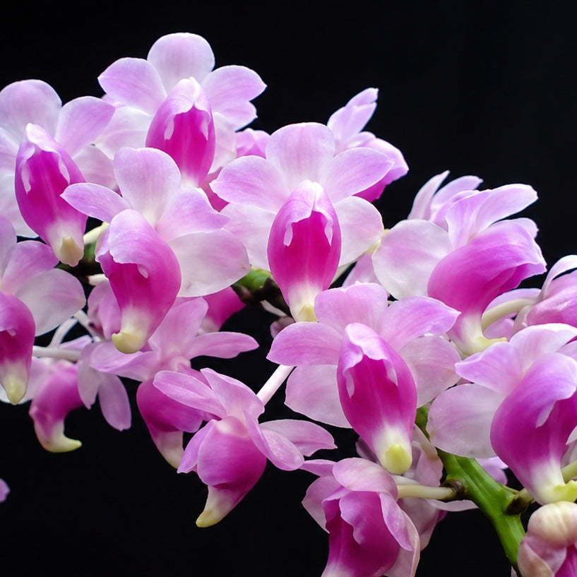 Aerides odorata x sib (4" Pot) - Not Blooming