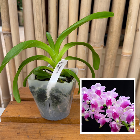 Aerides odorata x sib (4" Pot) - Not Blooming