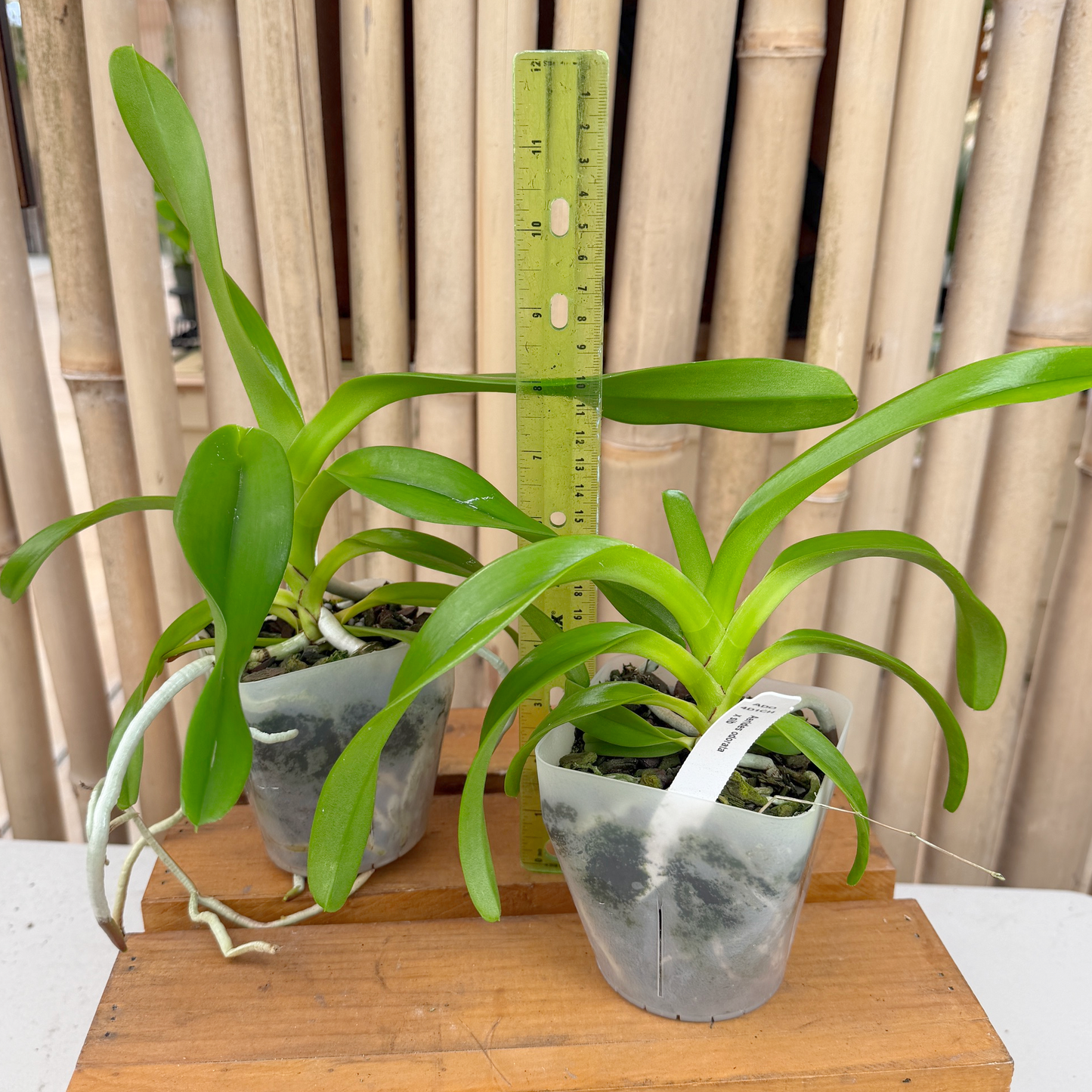 Aerides odorata x sib (4" Pot) - Not Blooming