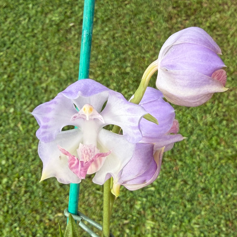 Aganisia cyanea x sib (4" Pot) - First Bloom