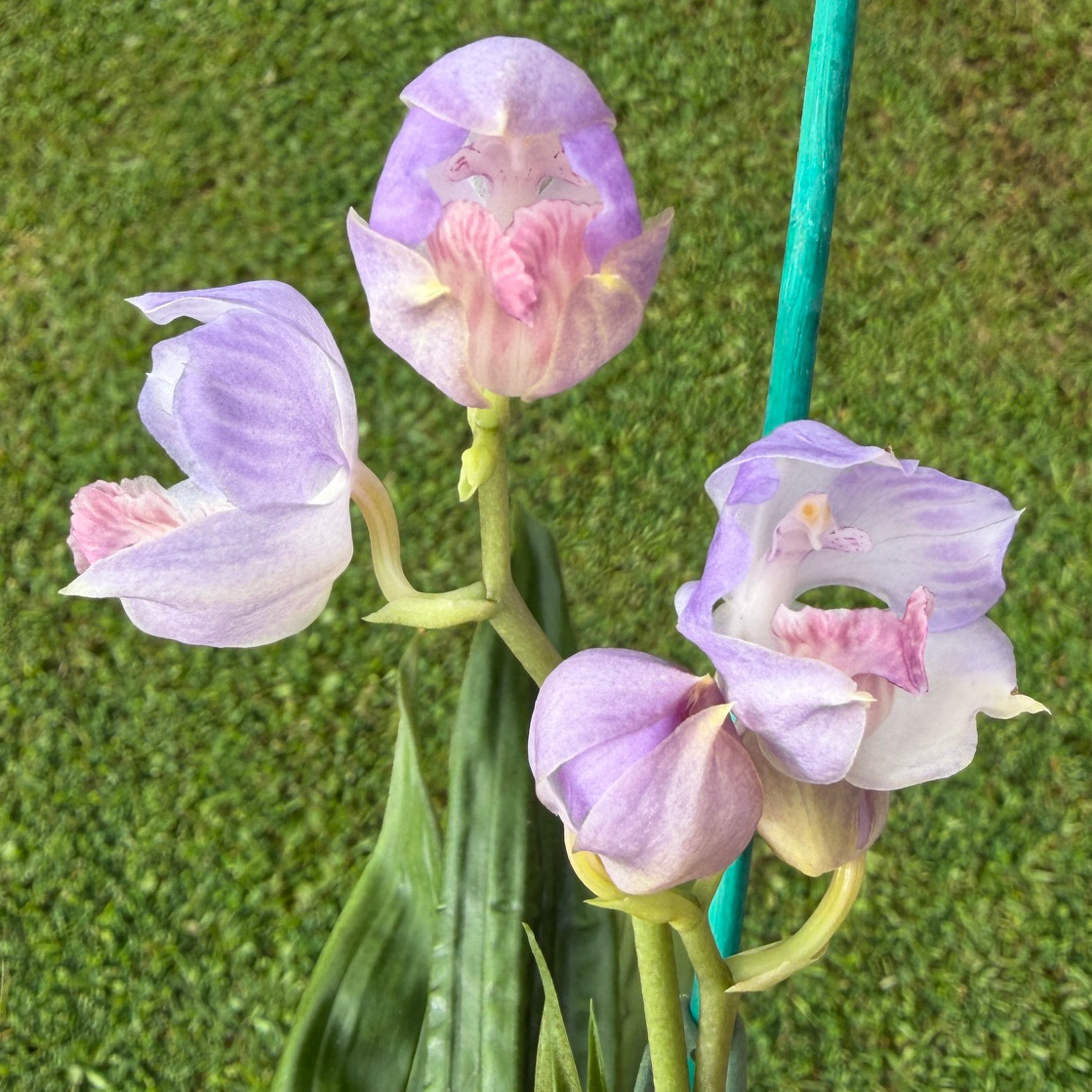 Aganisia cyanea x sib (4" Pot) - First Bloom