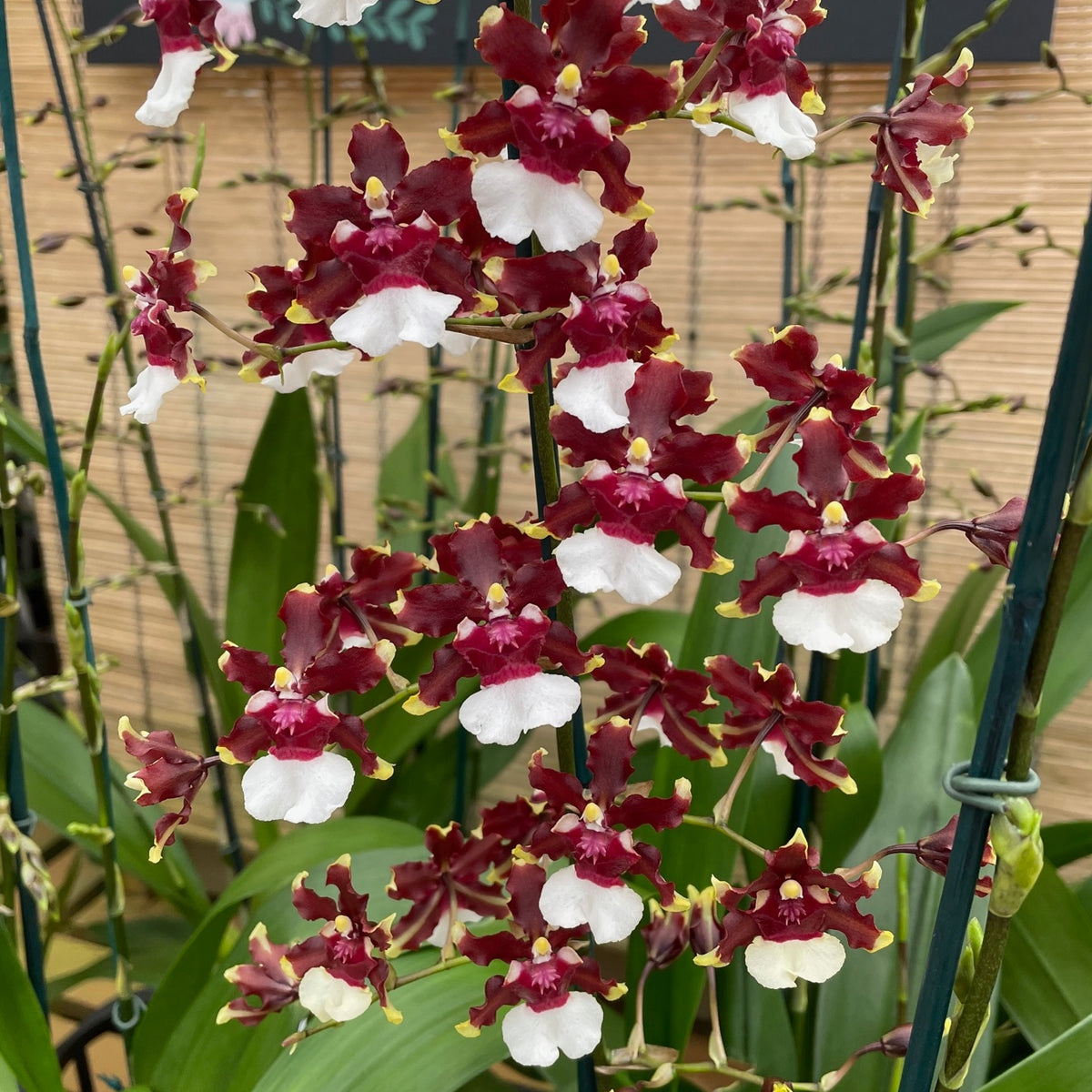 Onc. Aka Baby 'Raspberry Chocolate' (5.5" Pot) -Buds/Blooms