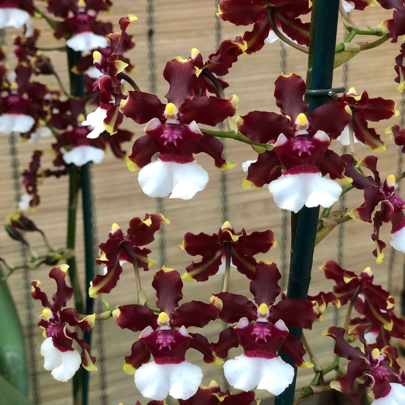 Oncidium Aka Baby 'Raspberry Chocolate' (Fragrant) - 4" Pot