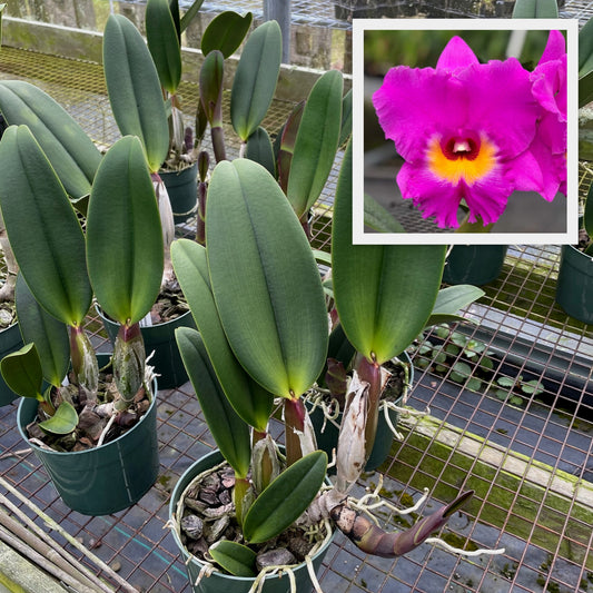 Rlc. Akatsuka 50th Anniversary 'Volcano Queen' (Not Blooming)