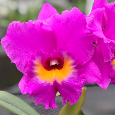 Rlc. Akatsuka 50th Anniversary 'Volcano Queen' (5.5" Pot) - Buds