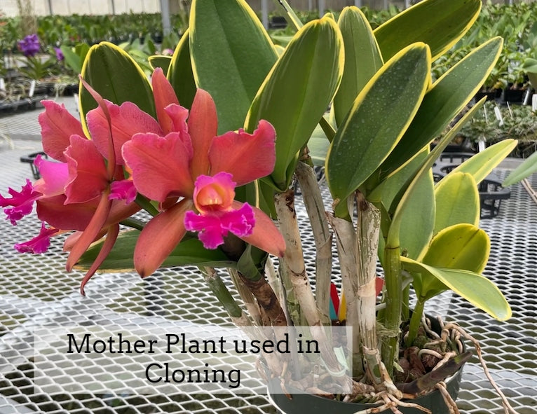 Rlc. Akiko Sato 'Volcano Queen' (Variegated) - 5" Pot - Not Blooming