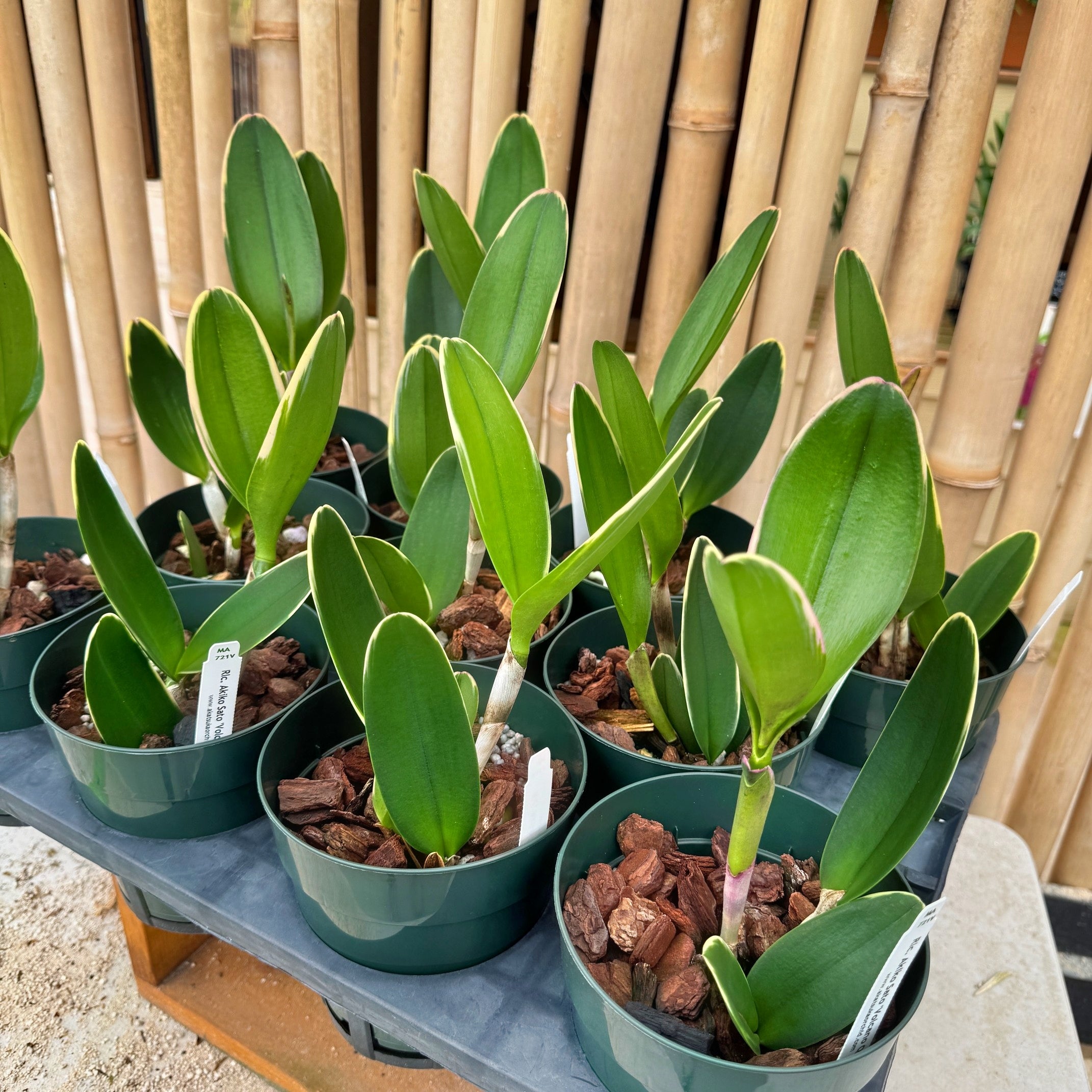 「Lost」 イヂチアキコ Rlc. Akiko Sato 'Volcano Queen' (Variegated) - 5