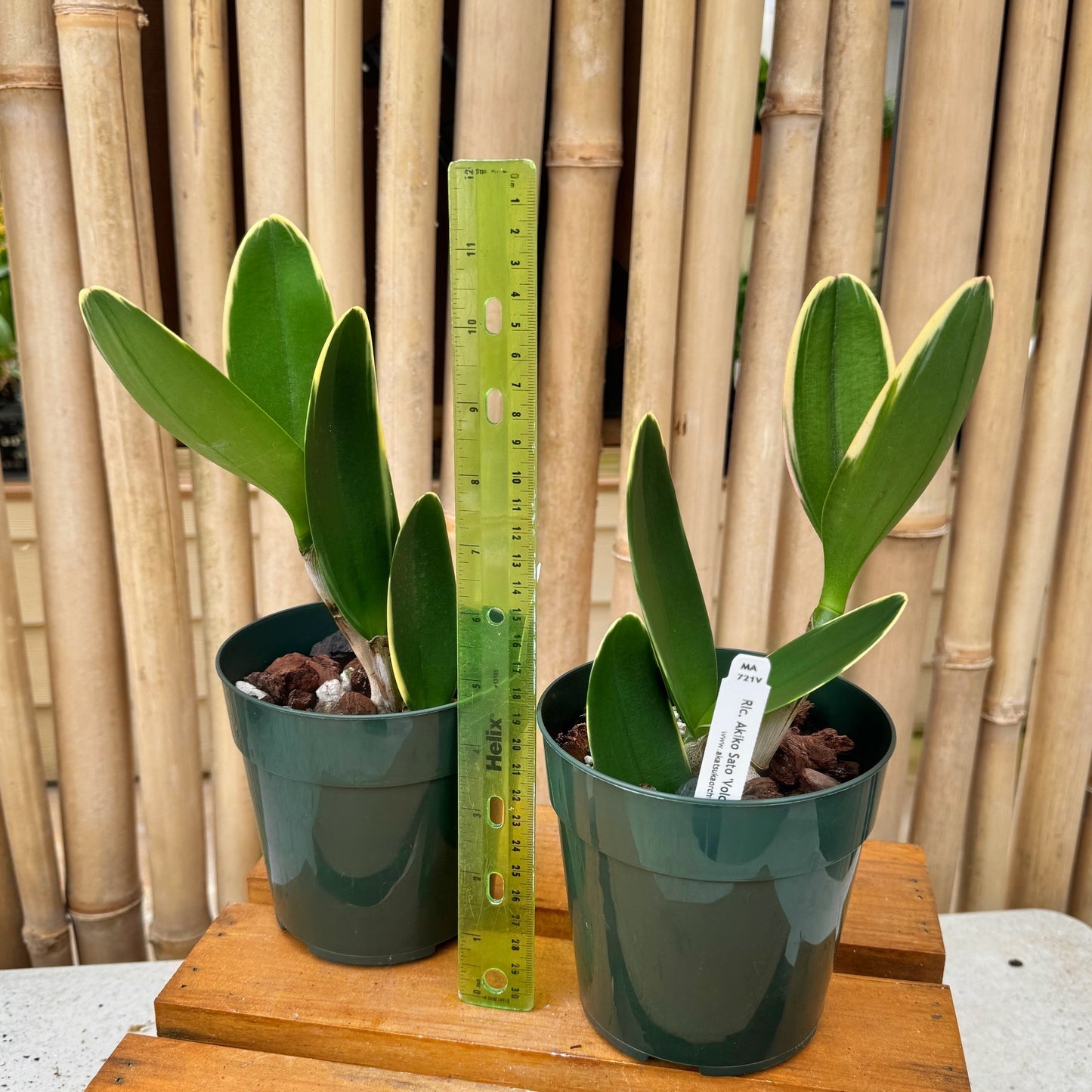 Rlc. Akiko Sato 'Volcano Queen' (Variegated) - 5" Pot - Not Blooming