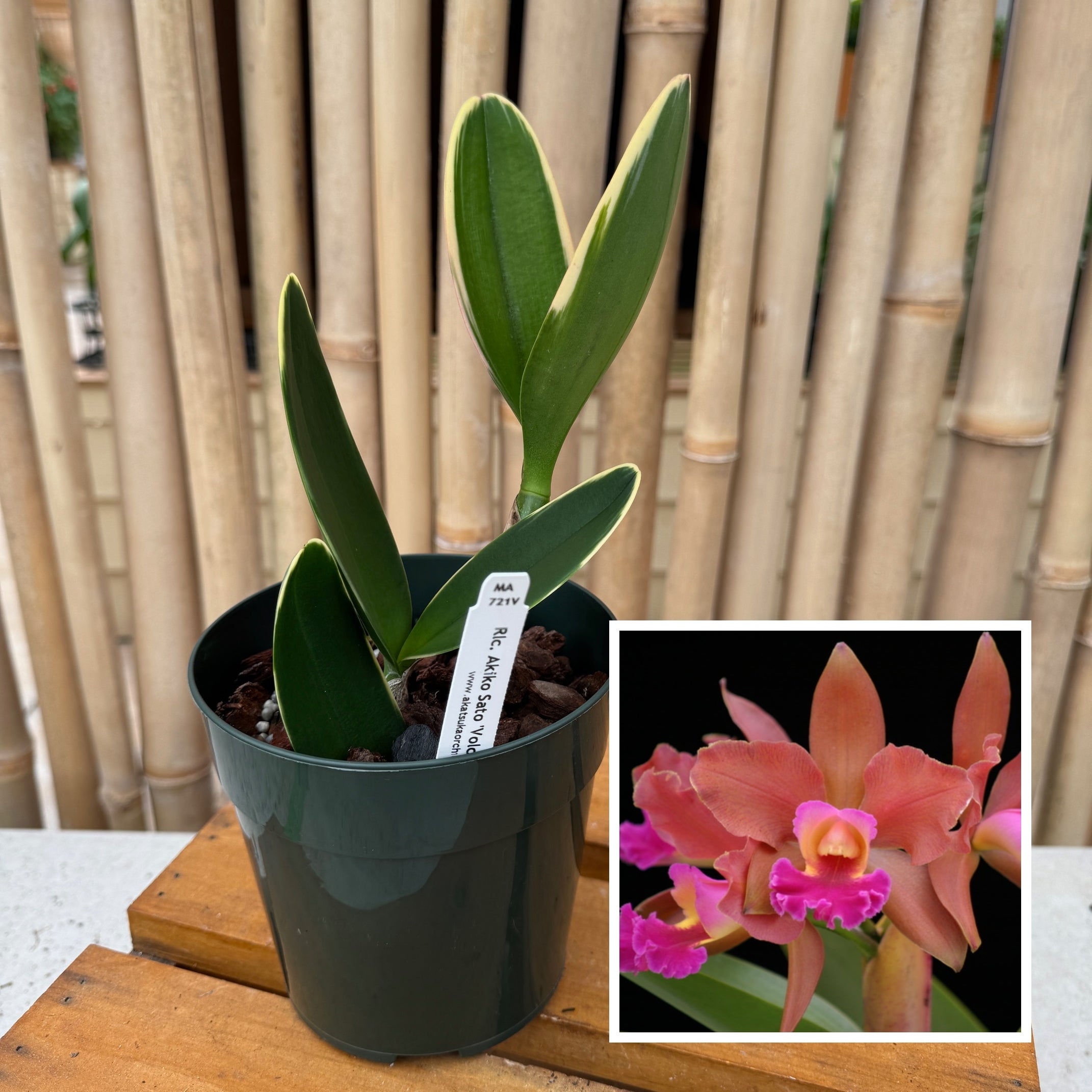 「Lost」 イヂチアキコ Laco Aachen 42 mm Automatic Pilot Watch – Ref. 861690.2