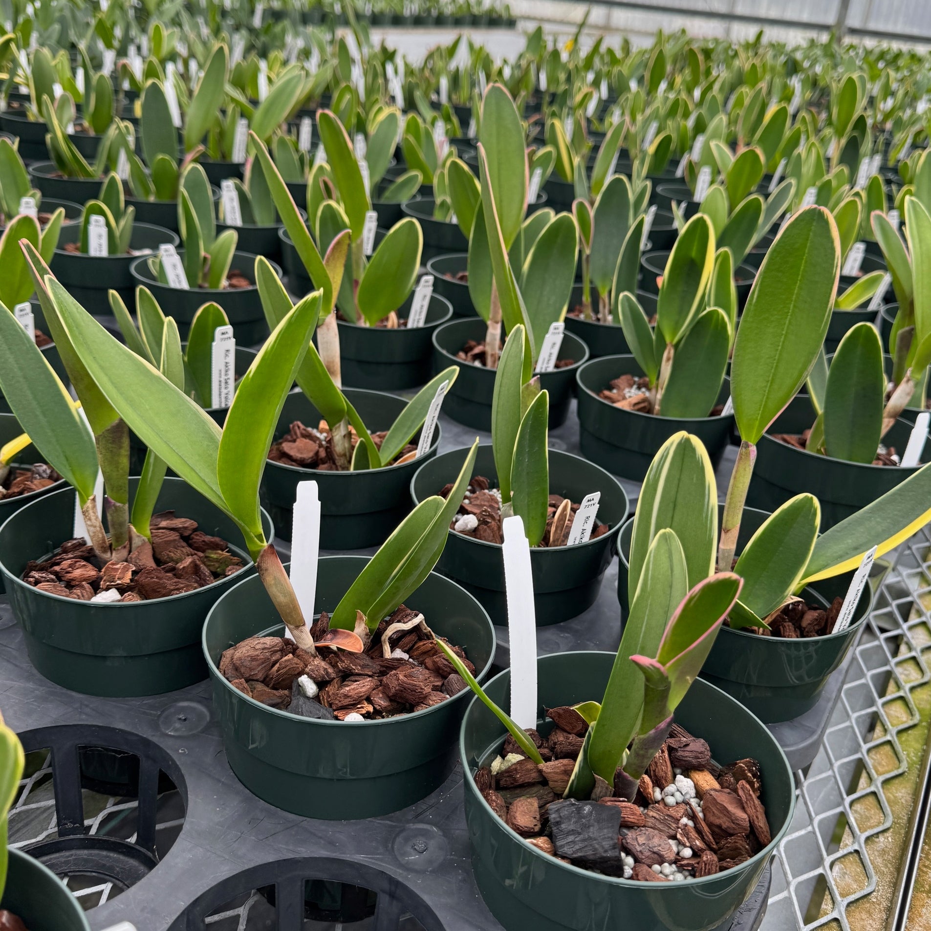 「Lost」 イヂチアキコ Rlc. Akiko Sato 'Volcano Queen' (Variegated) - 5