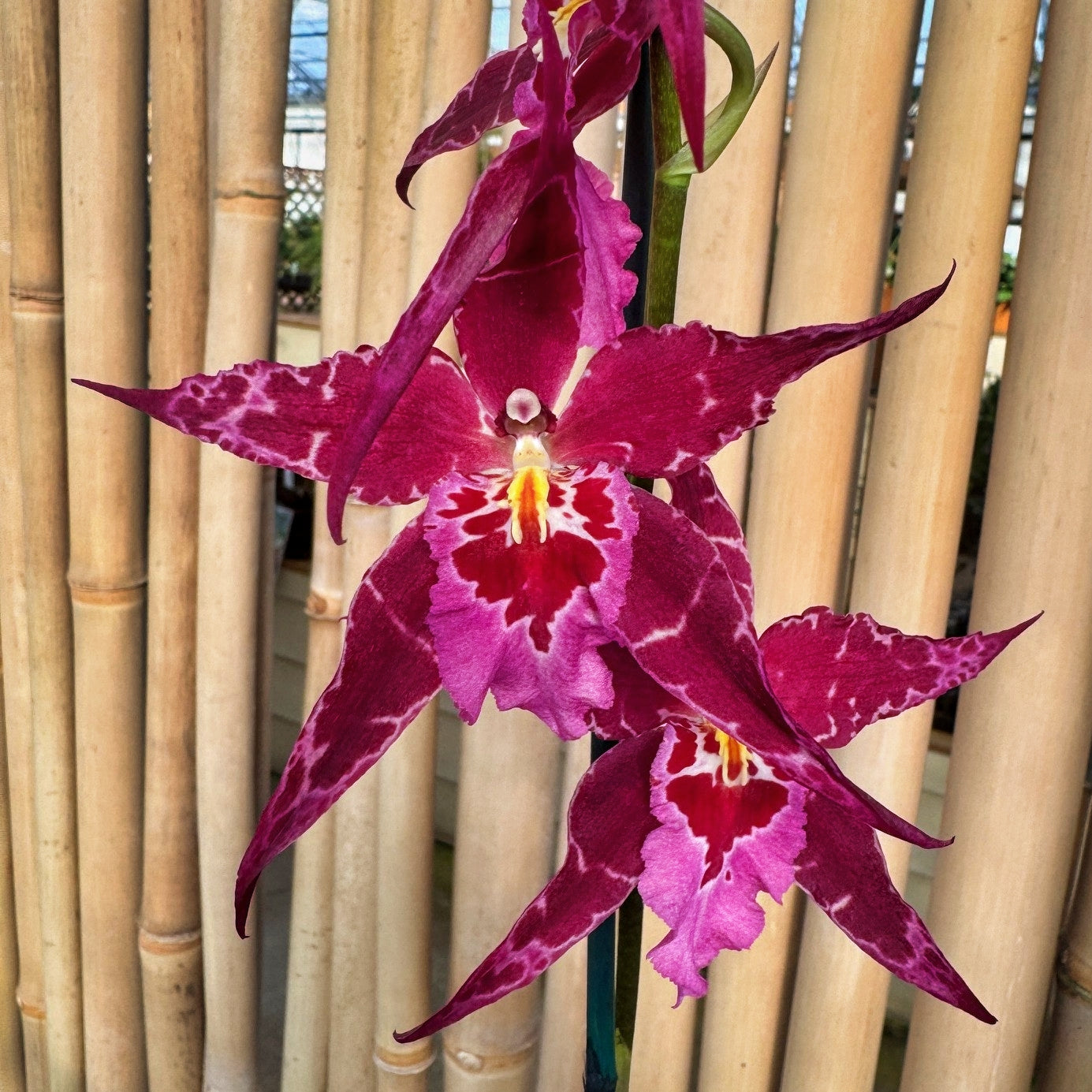 Alcra. Stellar 'Hoku' (4" Pot) - Buds