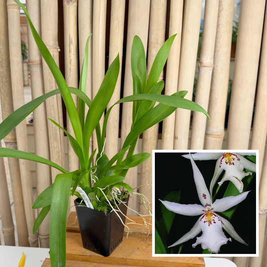 Alcra. Winter Wonderland 'White Fairy' (4" Pot) - Not Blooming