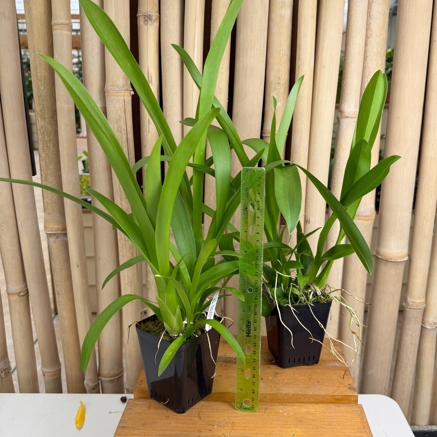 Alcra. Winter Wonderland 'White Fairy' (4" Pot) - Not Blooming