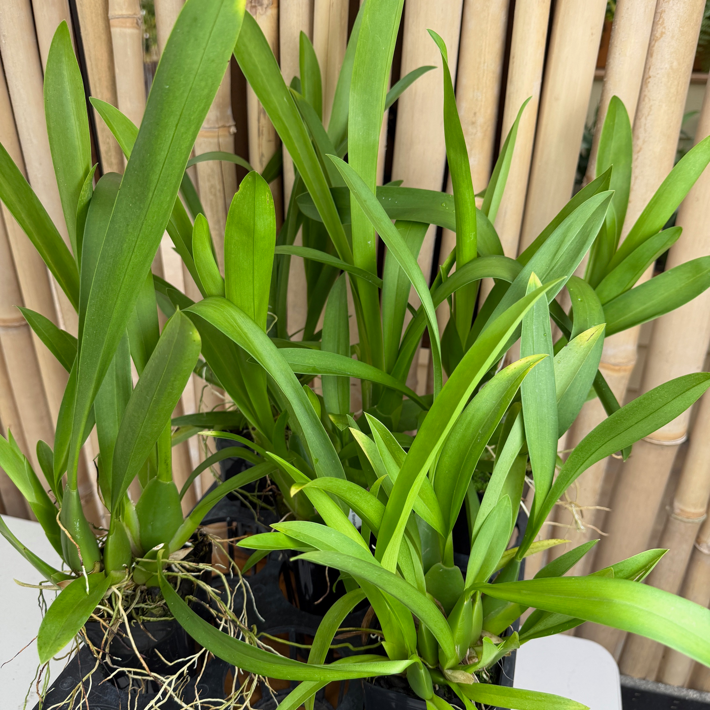 Alcra. Winter Wonderland 'White Fairy' (4" Pot) - Not Blooming