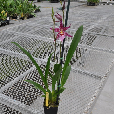 Alcra. Stellar 'Hoku' (4" Pot) - Buds