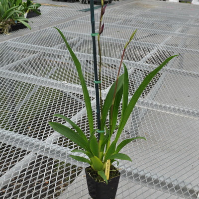 Alcra. Stellar 'Hoku' (4" Pot) - Buds