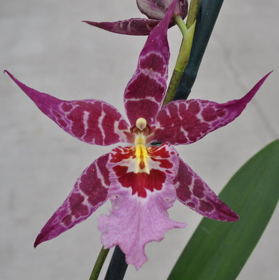 Alcra. Stellar 'Hoku' (4" Pot) - Buds