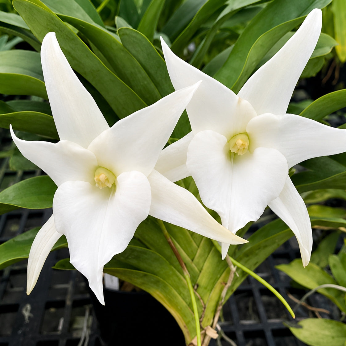 Angcm. Lai's Star (4" Pot) - Not Blooming