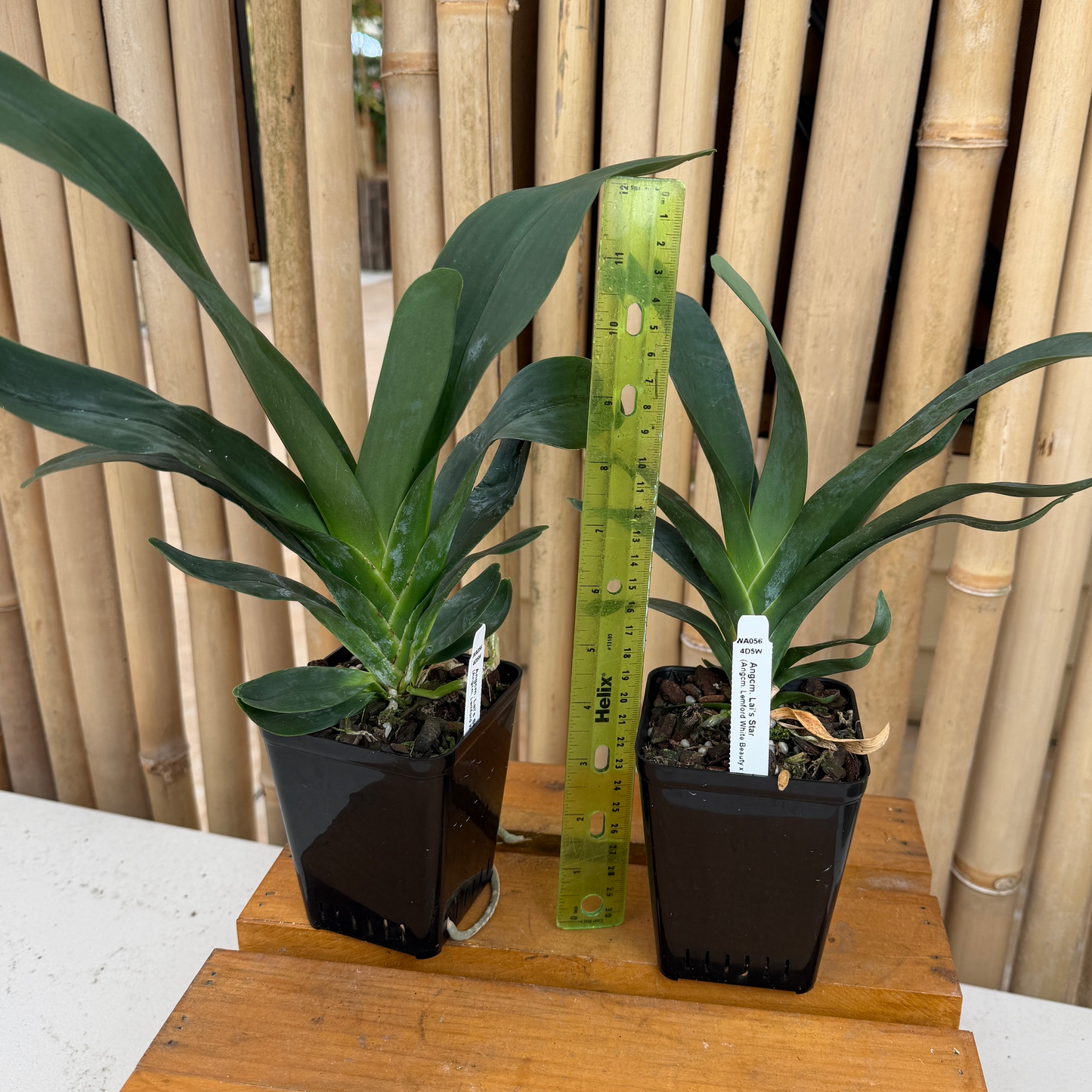 Angcm. Lai's Star (4" Pot) - Not Blooming