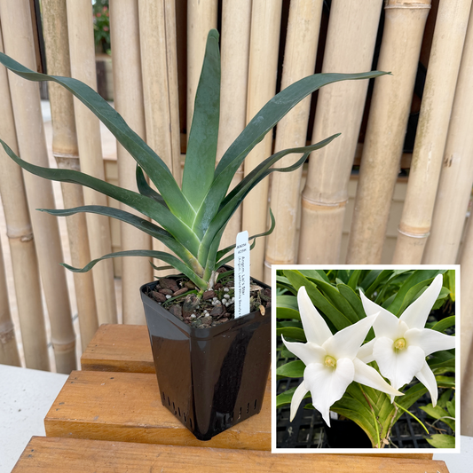 Angcm. Lai's Star (4" Pot) - Not Blooming