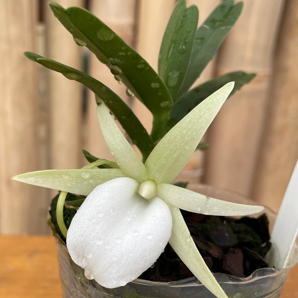 Angraecum didieri x sib (Not Blooming) - miniature