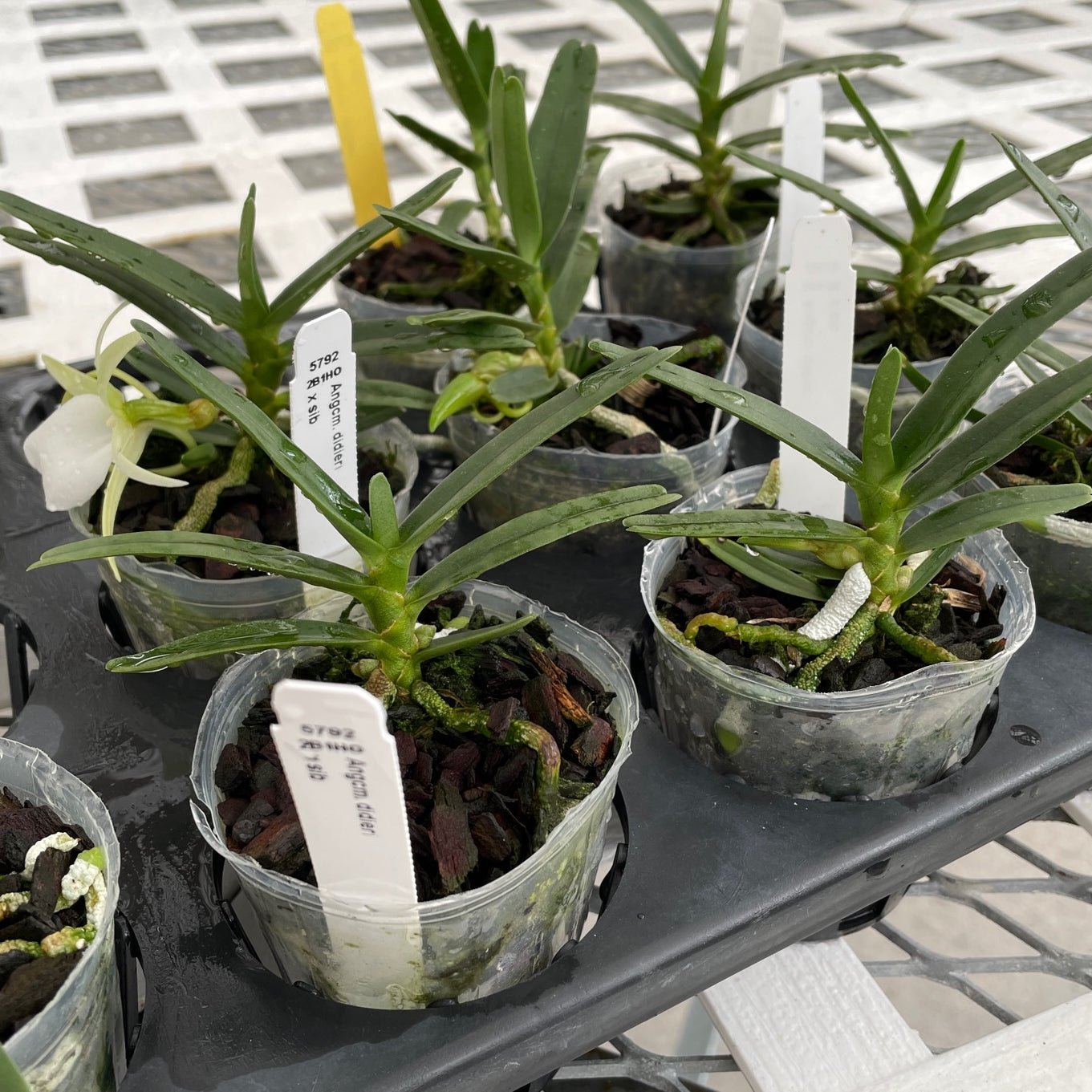 Angraecum didieri x sib