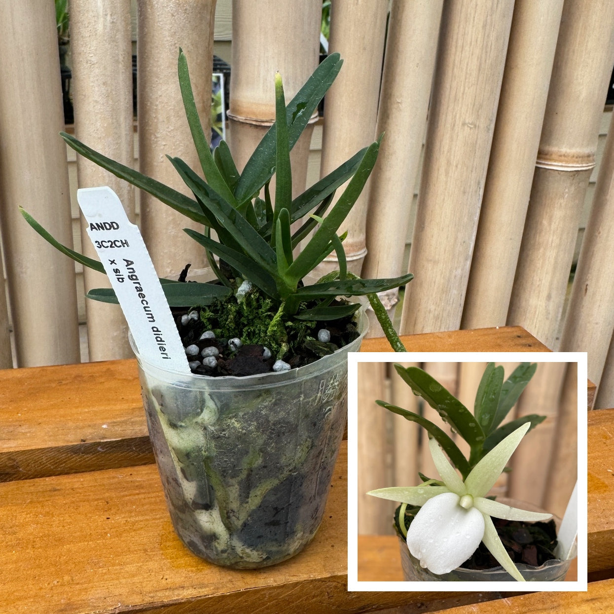 Angraecum didieri x sib (Not Blooming) - miniature