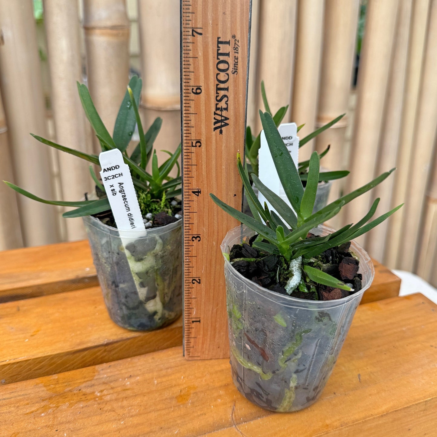 Angraecum didieri x sib (Not Blooming) - miniature