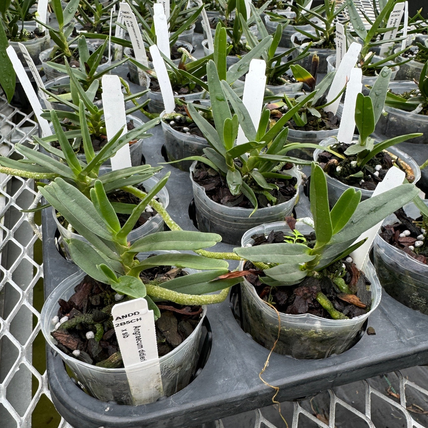 Angraecum didieri x sib (Not Blooming) - miniature