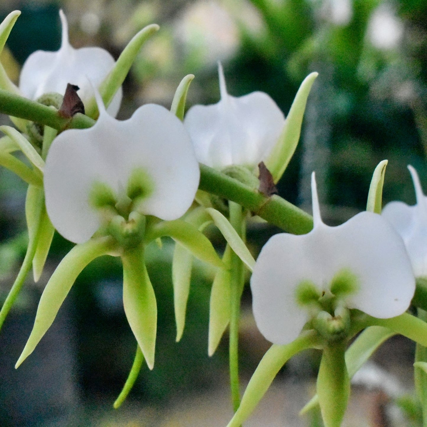 Angcm. eburneum x sib (5" Pot) - Not Blooming