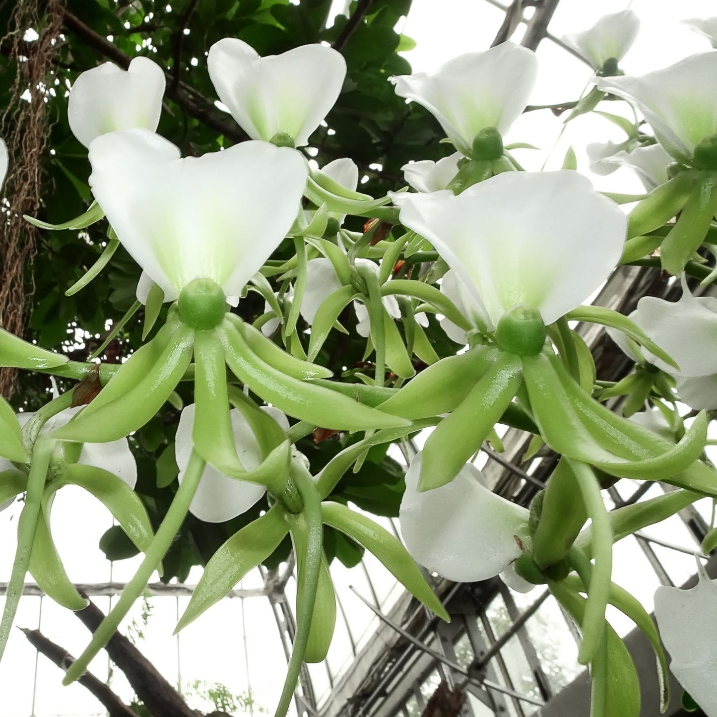 Angcm. eburneum x sib (5" Pot) - Not Blooming