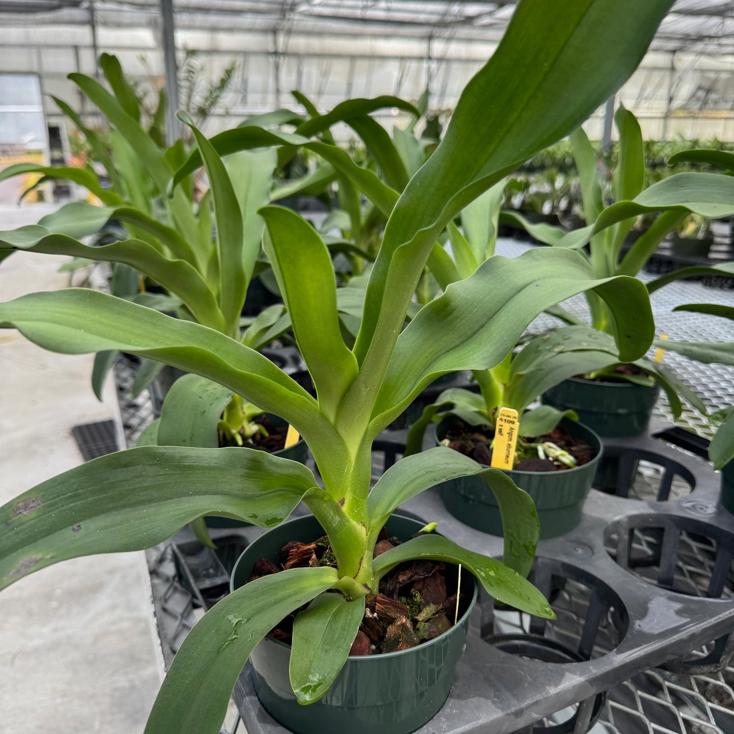 Angcm. eburneum x sib (5" Pot) - Not Blooming