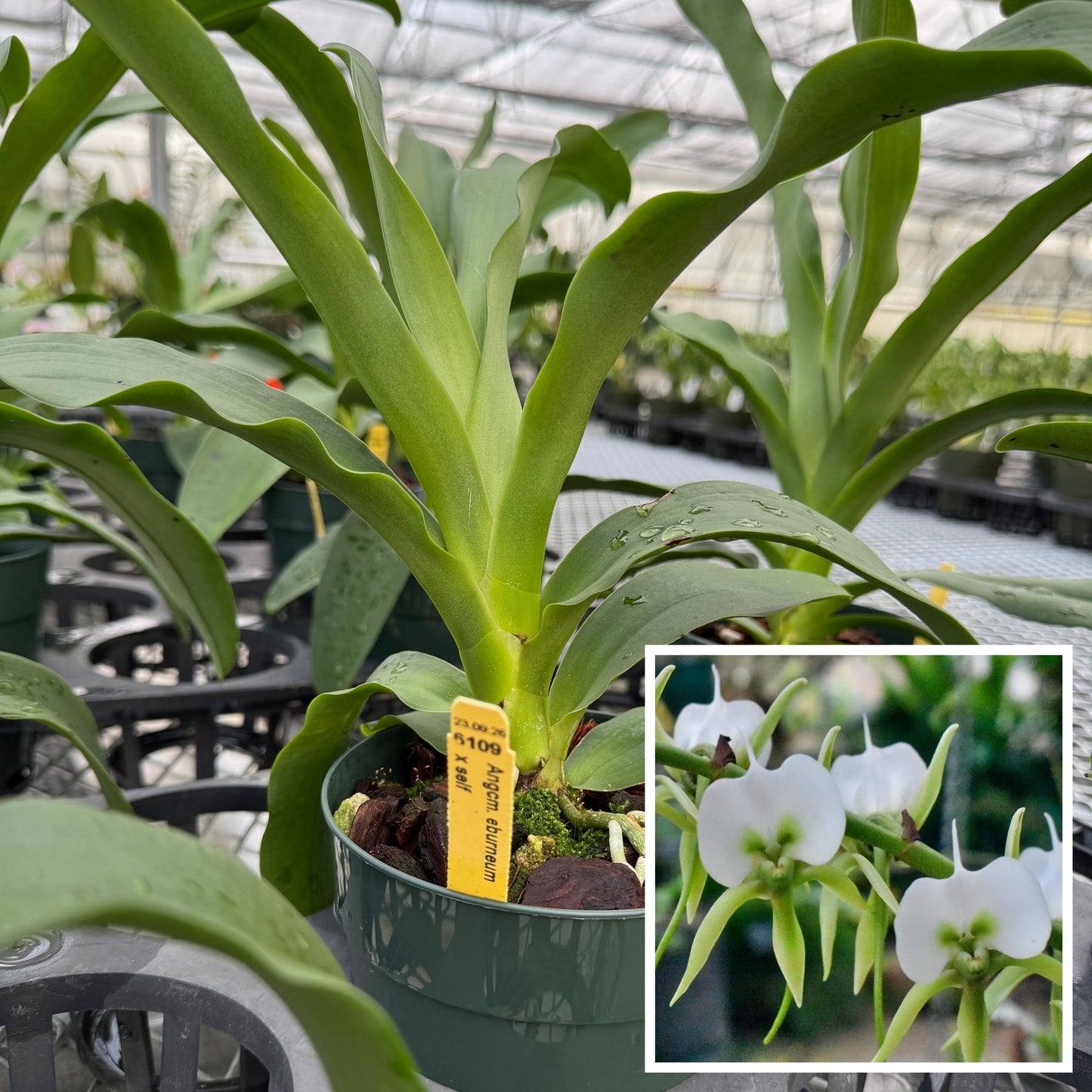 Angcm. eburneum x sib (5" Pot) - Not Blooming