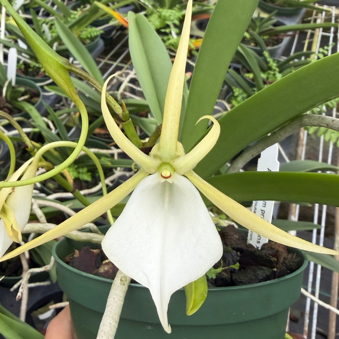 Angraecum praestans x sib (5" Pot) - Not Blooming