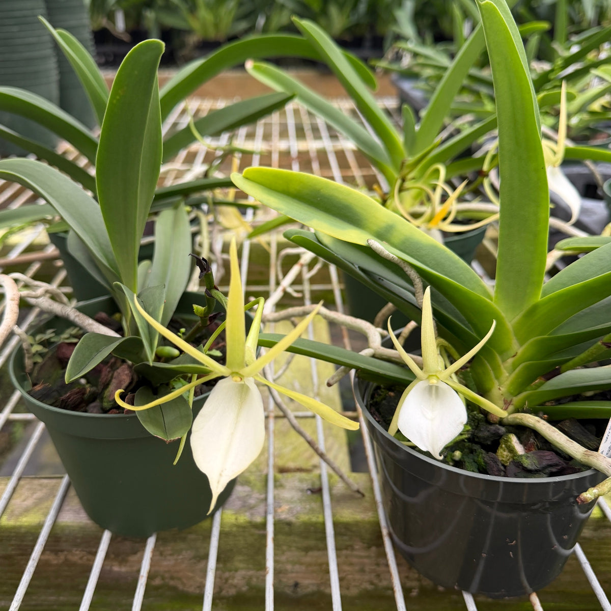 Angraecum praestans x sib (5" Pot) - Not Blooming