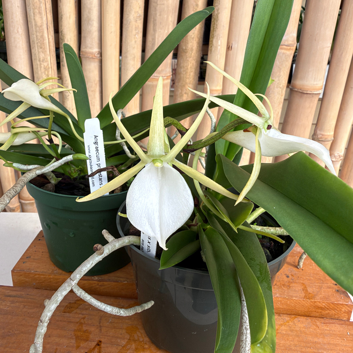 Angraecum praestans x sib (5" Pot) - Not Blooming