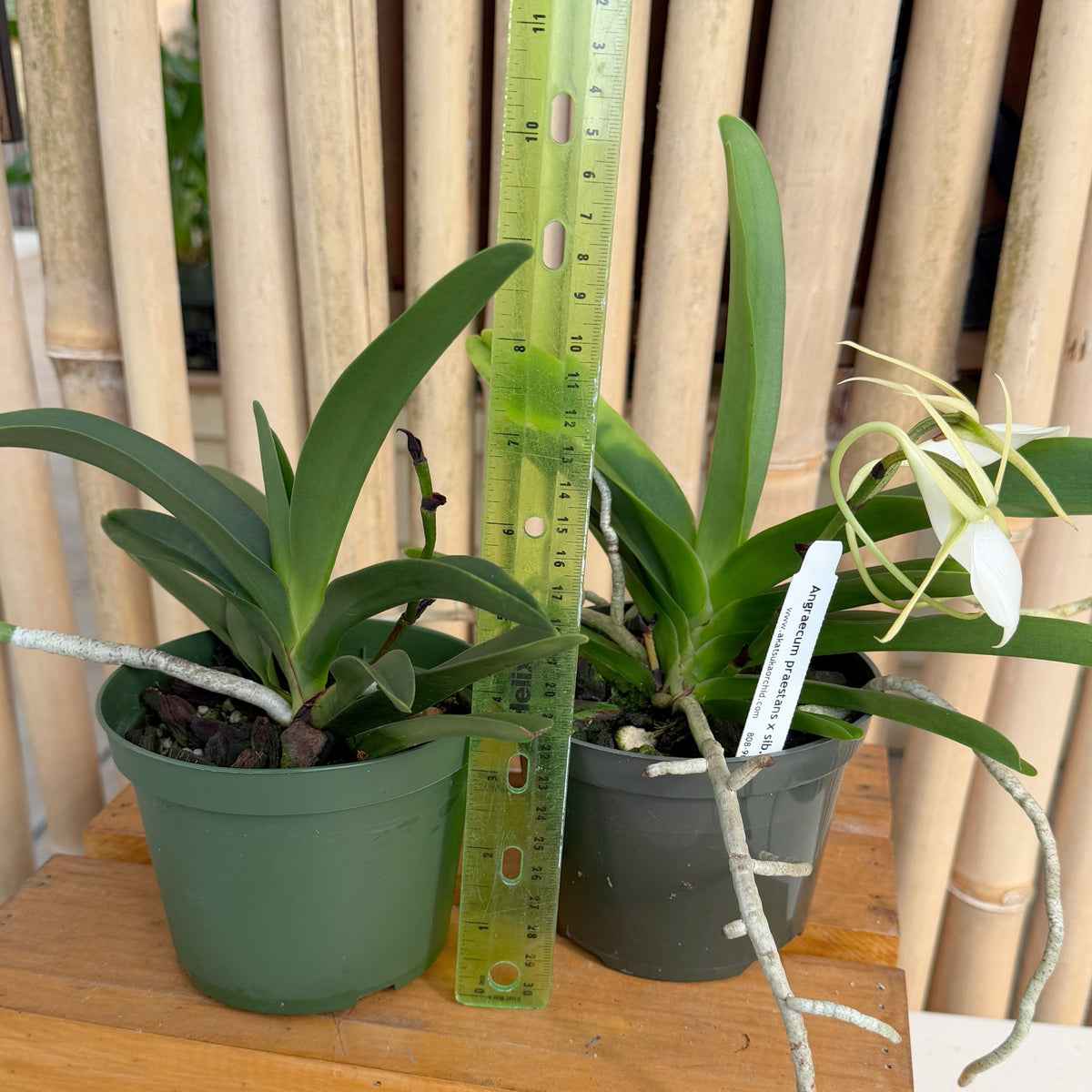 Angraecum praestans x sib (5" Pot) - Not Blooming