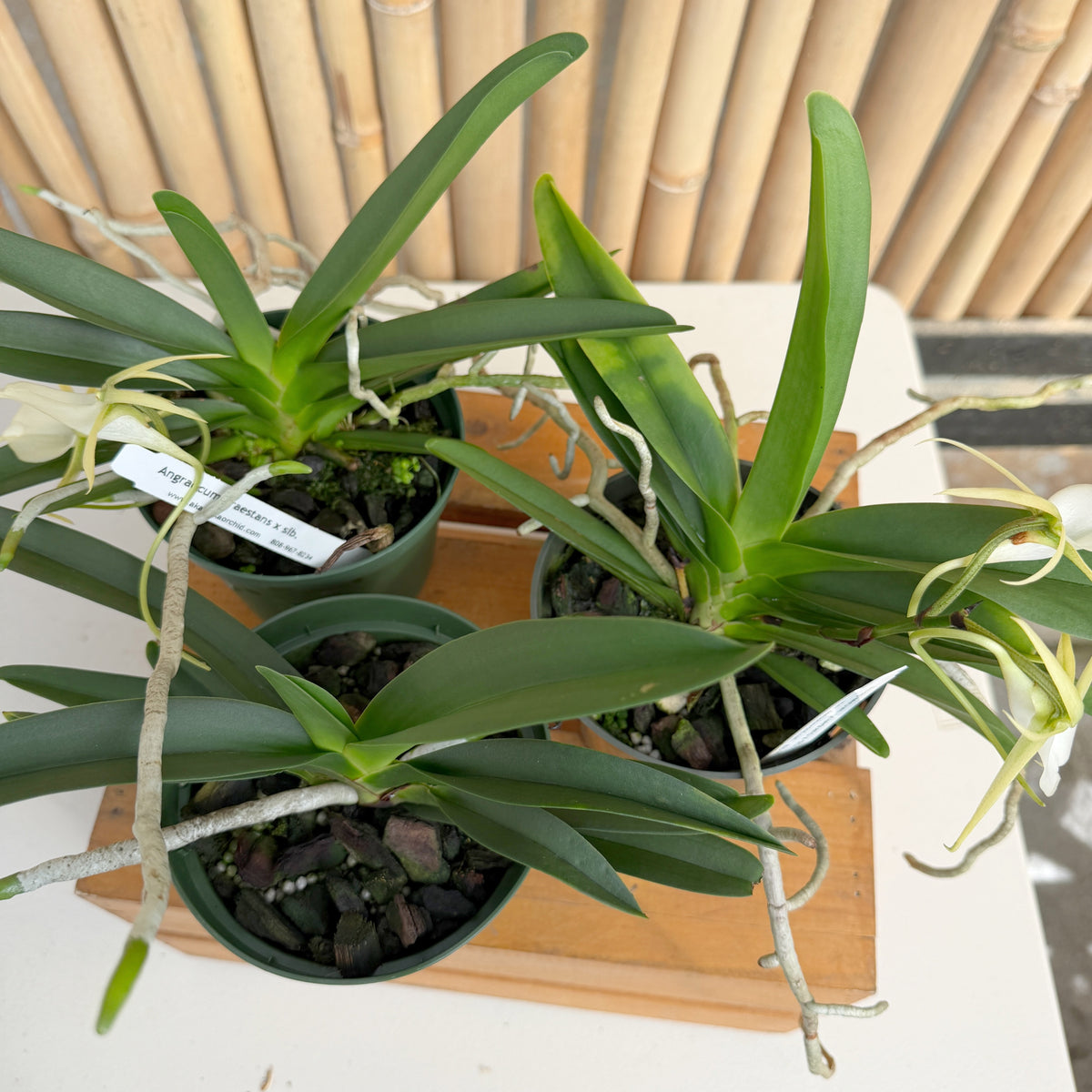 Angraecum praestans x sib (5" Pot) - Not Blooming