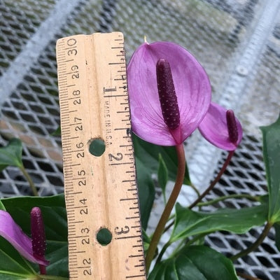 Anth. Miss June 'Purple' (4" pot)